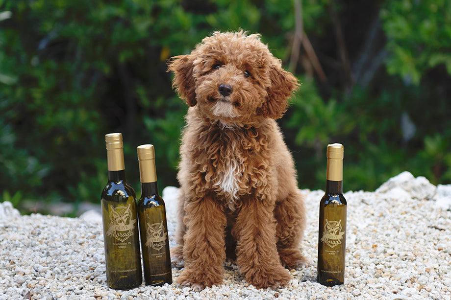 Can dogs have olive oil? Should you be incorporating it into your dog’s diet?